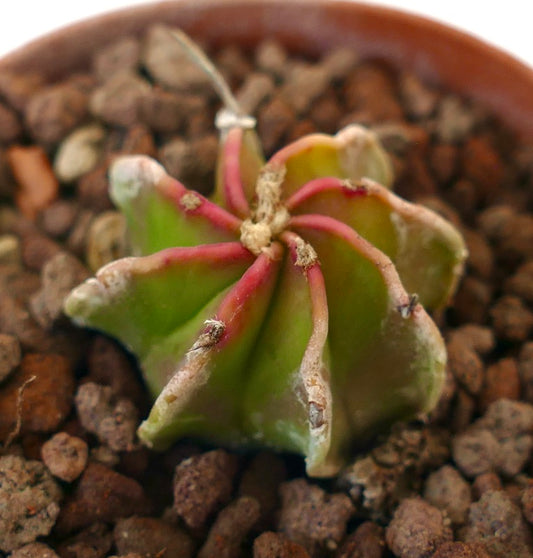 Astrophytum NUDUM red-tipped succulent cactus with ribbed, star-shaped body in rocky soil