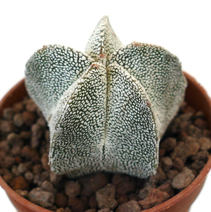 Astrophytum rare succulent cactus with star-shaped body and white speckled texture