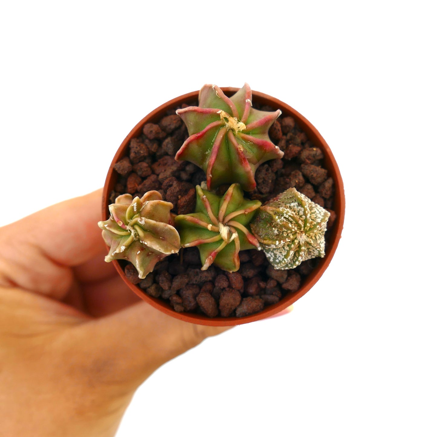 Astrophytum små sukkulentplanter med stjerneformede ribber og teksturerte overflater i potte