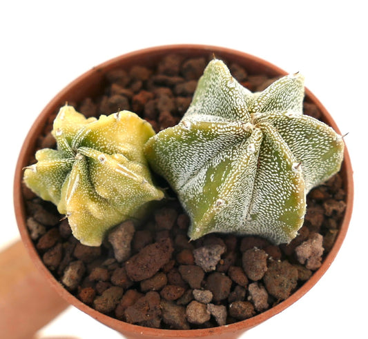 Astrophytum rare succulent cactus with white speckled star-shaped stems in pot