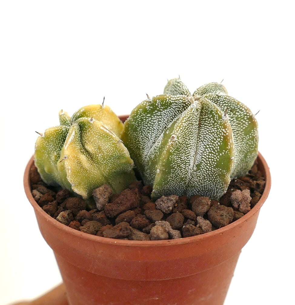 아스트로피툼 후쿠류 변종 다육 선인장, 별 모양의 능선과 흰 반점 무늬 텍스처