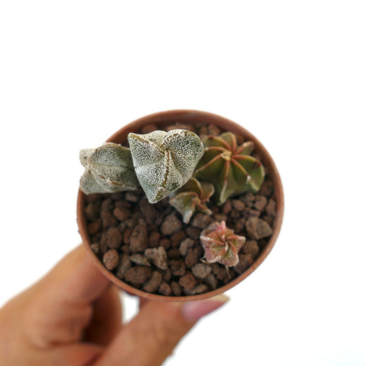 Astrophytum seedling with textured white speckled green succulent cactus in small pot