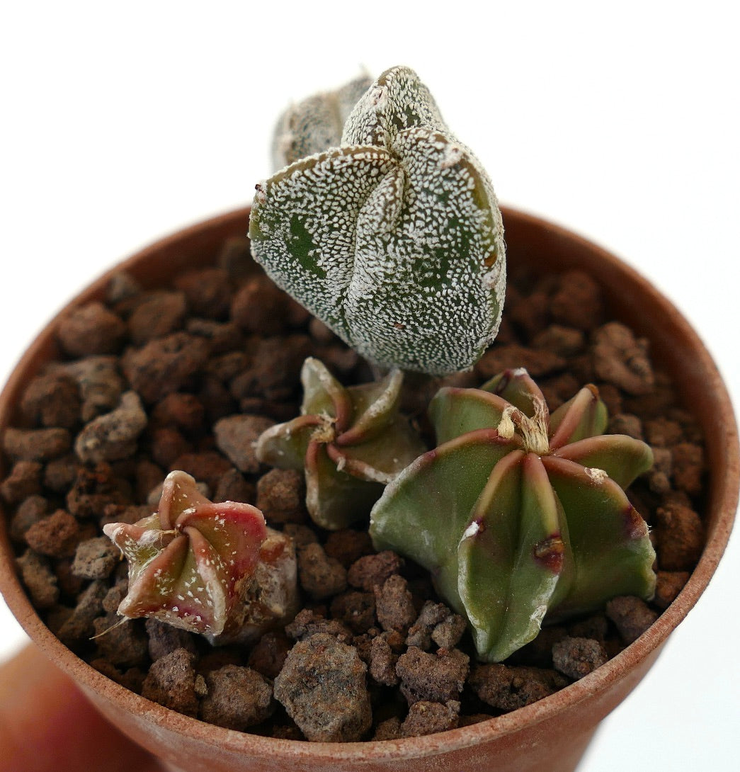 Astrophytum seedling with Tricostatum cultivar, small textured succulent cactus in pot