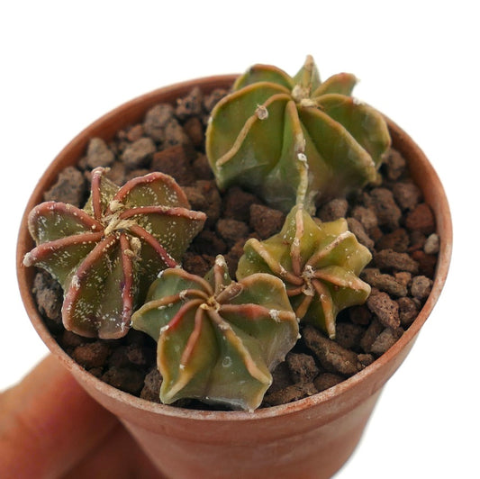 Astrophytum seedlings small green star-shaped succulent cactus with reddish ribs in pot