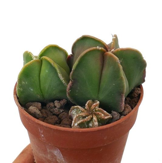 Astrophytum succulent cactus with thick green ribs and small spines in terracotta pot