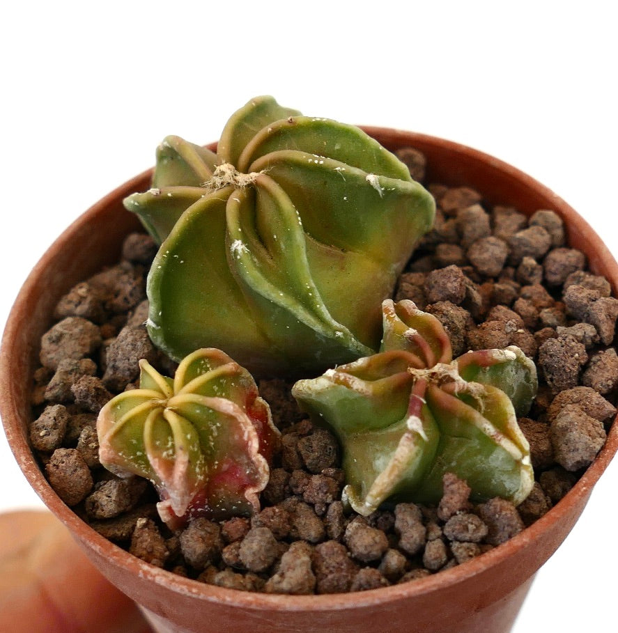 Astrophytum Sukkulenten-Kaktus-Trio mit gerippten, sternförmigen grünen Stielen im Topf