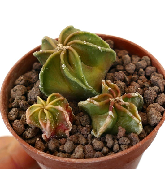 Astrophytum succulent cactus trio with ribbed, star-shaped green stems in pot