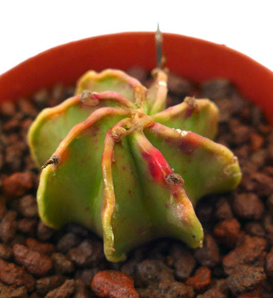 Astrophytum THAYO succulent cactus with star-shaped ribs and reddish highlights in pot