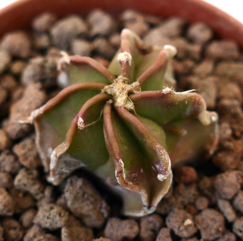 Petit cactus succulent Astrophytum nudum avec une structure cannelée et des pointes brunâtres dans la terre