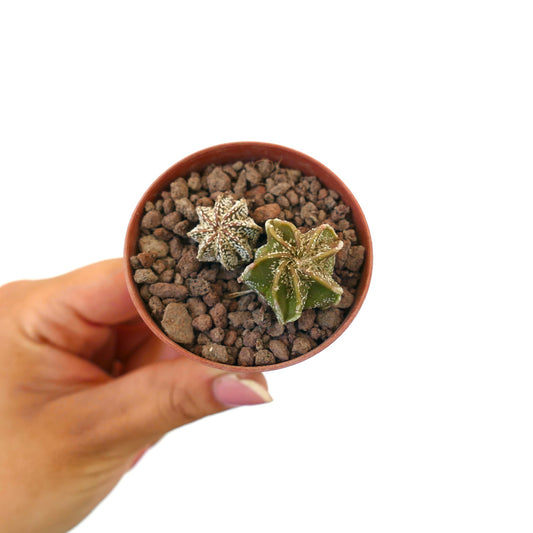 Astrophytum rare succulent cactus hybrids with star-shaped ribbed structure in small pot