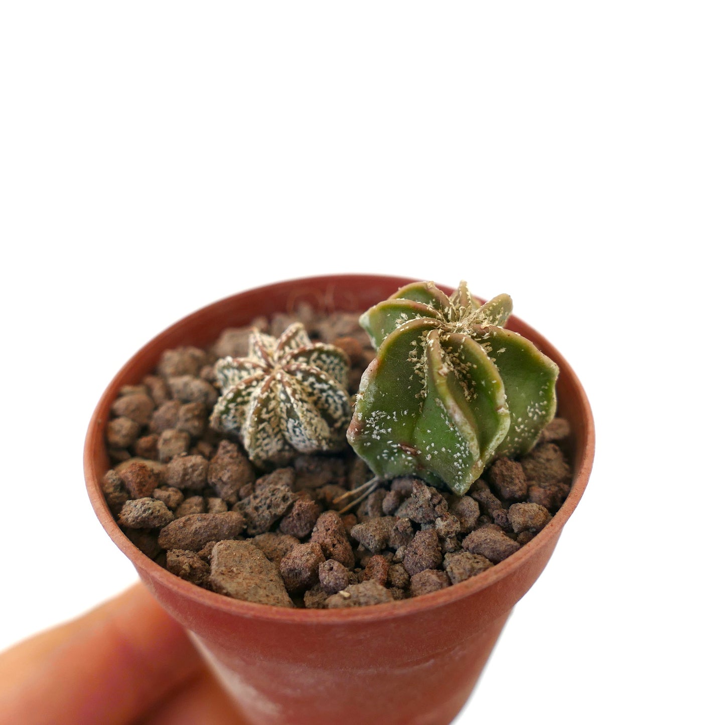 Astrophytum rare succulent cactus with two small hybrid specimens in rocky soil pot