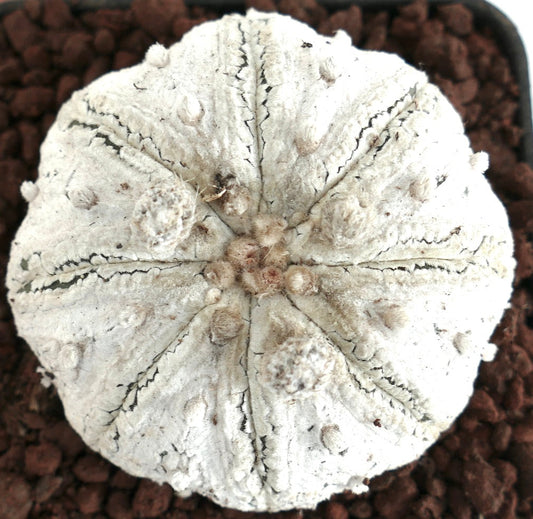 Astrophytum superkabuto SNOW STARSHAPE