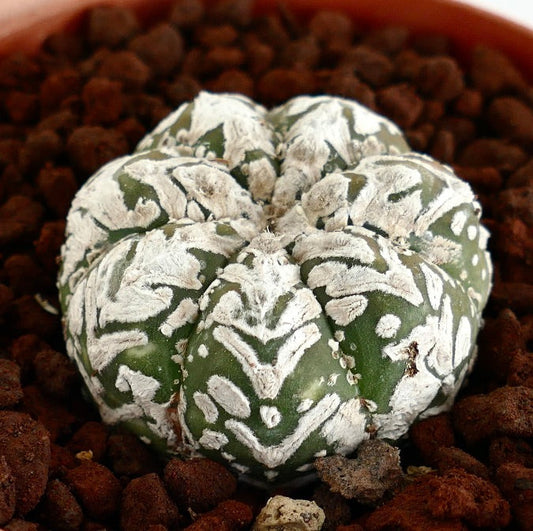Astrophytum superkabuto rare succulent cactus with white textured patterns on green body
