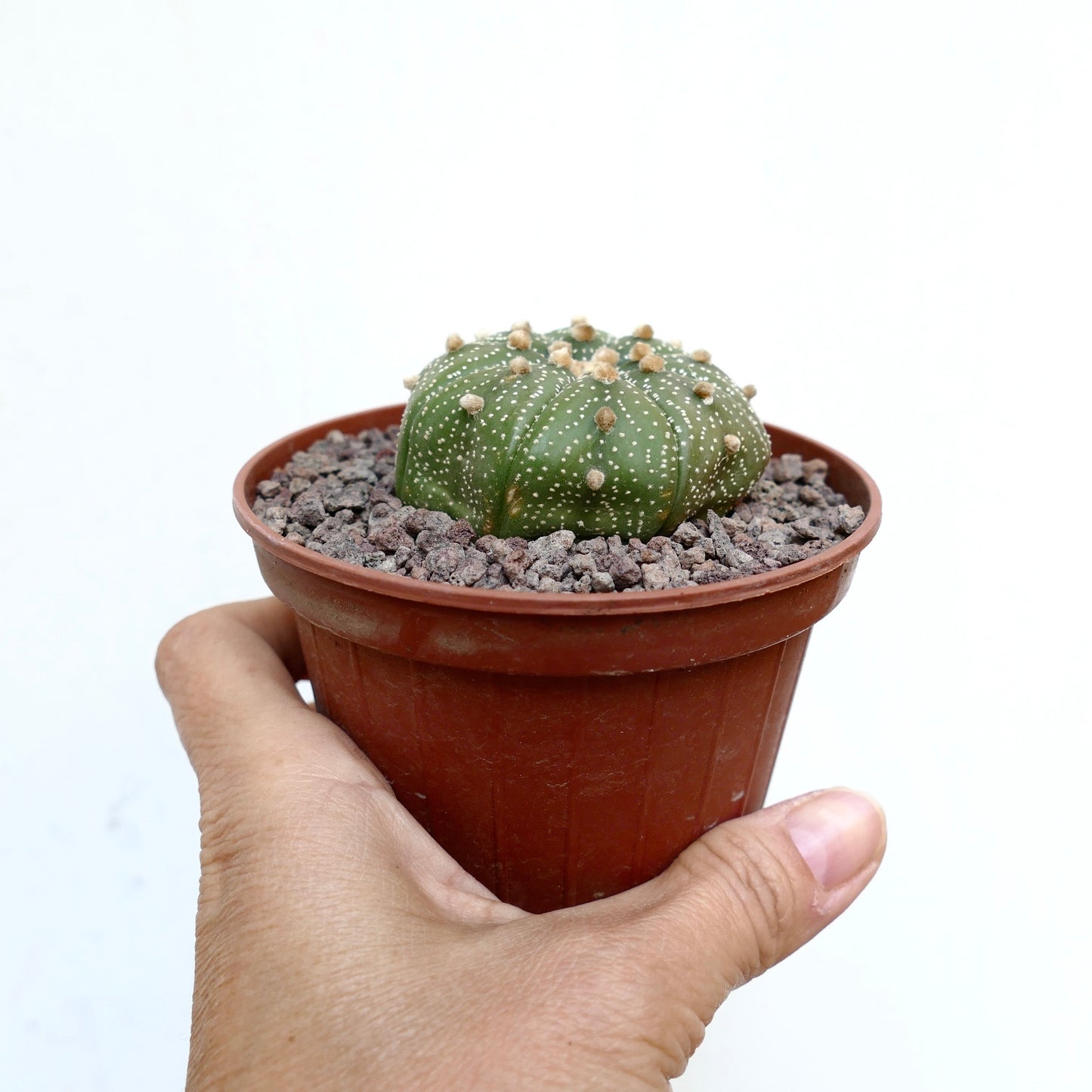 Astrophytum asterias pequeño cactus redondo con motas blancas y mechones suaves en maceta