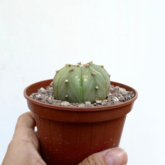 Astrophytum asterias small round cactus with white speckles and soft areoles in pot