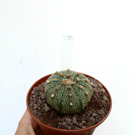 Astrophytum asterias small round green cactus with white dots and fuzzy areoles in pot