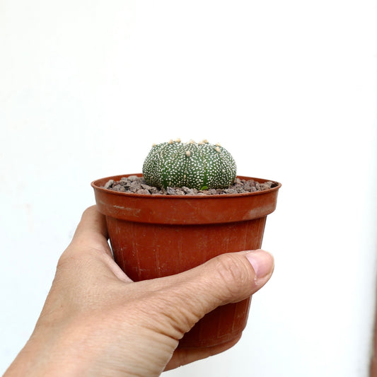 Astrophytum asterias multipunctatum small round green cactus with white dots in pot