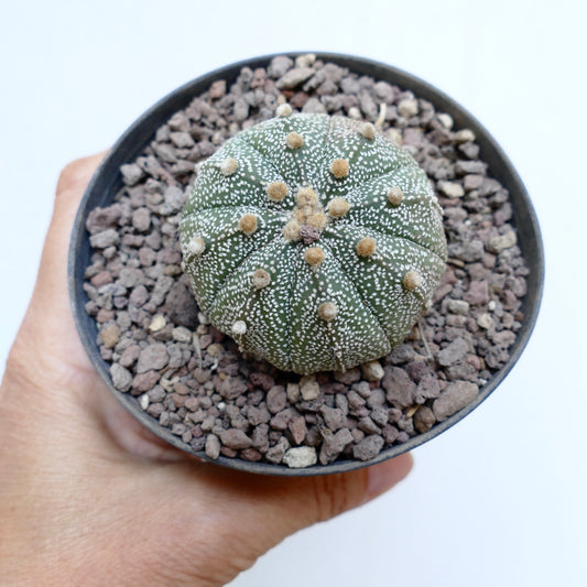 Astrophytum asterias succulent cactus with white speckles and soft brown areoles in pot
