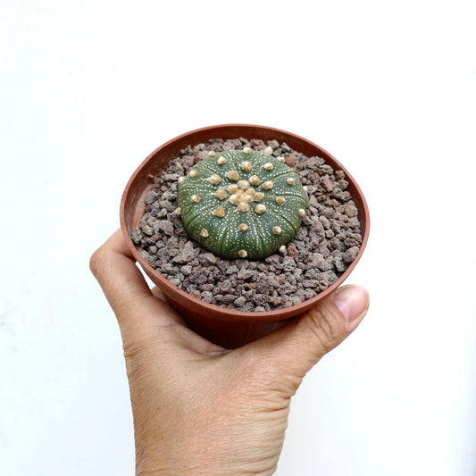Astrophytum asterias multipunctatum small round green cactus with white dots and soft spines