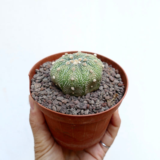 Astrophytum asterias multipunctatum small round succulent cactus with white dots and soft tufts