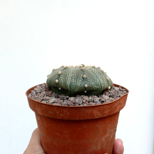Astrophytum asterias small round cactus with white speckles and soft areoles in terracotta pot