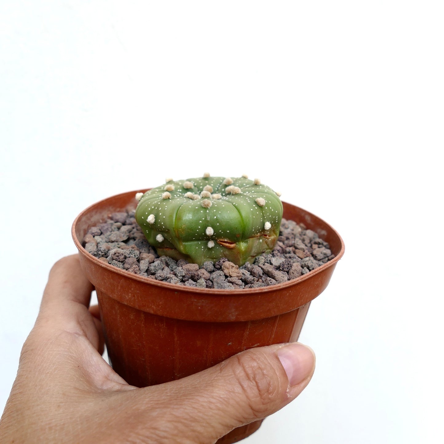 Astrophytum asterias small round green cactus with white dots and soft tufts in pot