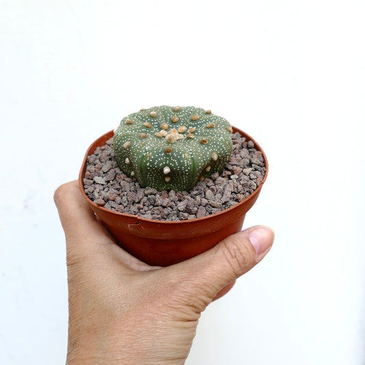 Astrophytum asterias small round succulent cactus with white speckles and soft areoles