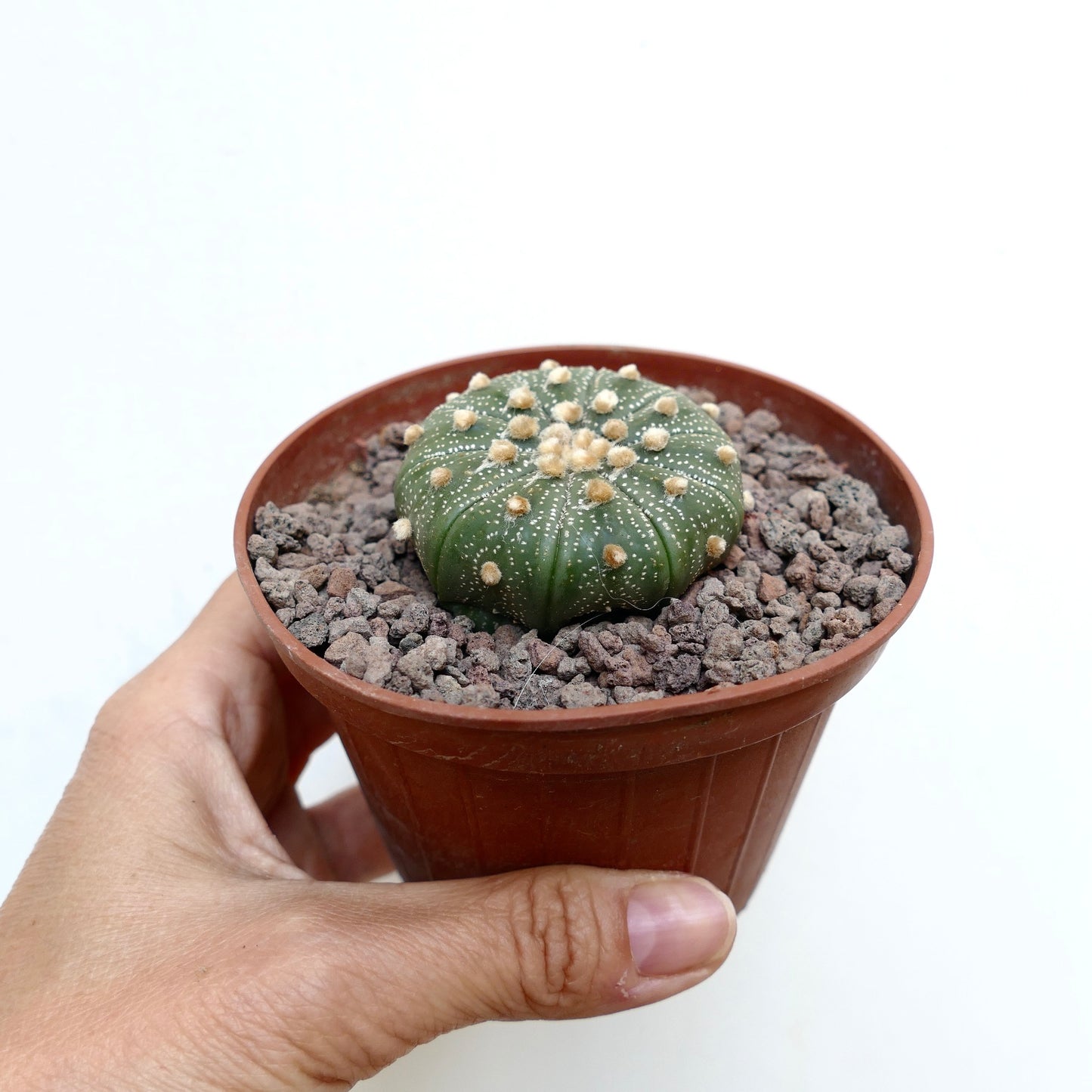 Astrophytum asterias multipunctatum small round green cactus with white dots and woolly areoles