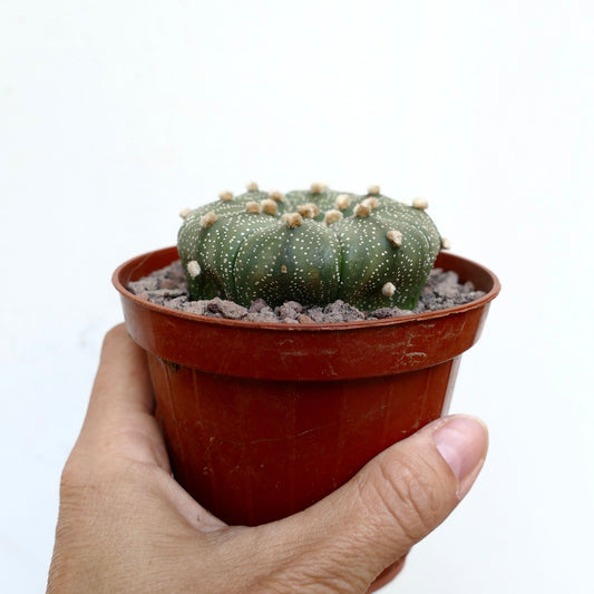 Astrophytum asterias small round succulent cactus with white speckles and soft tufts in pot