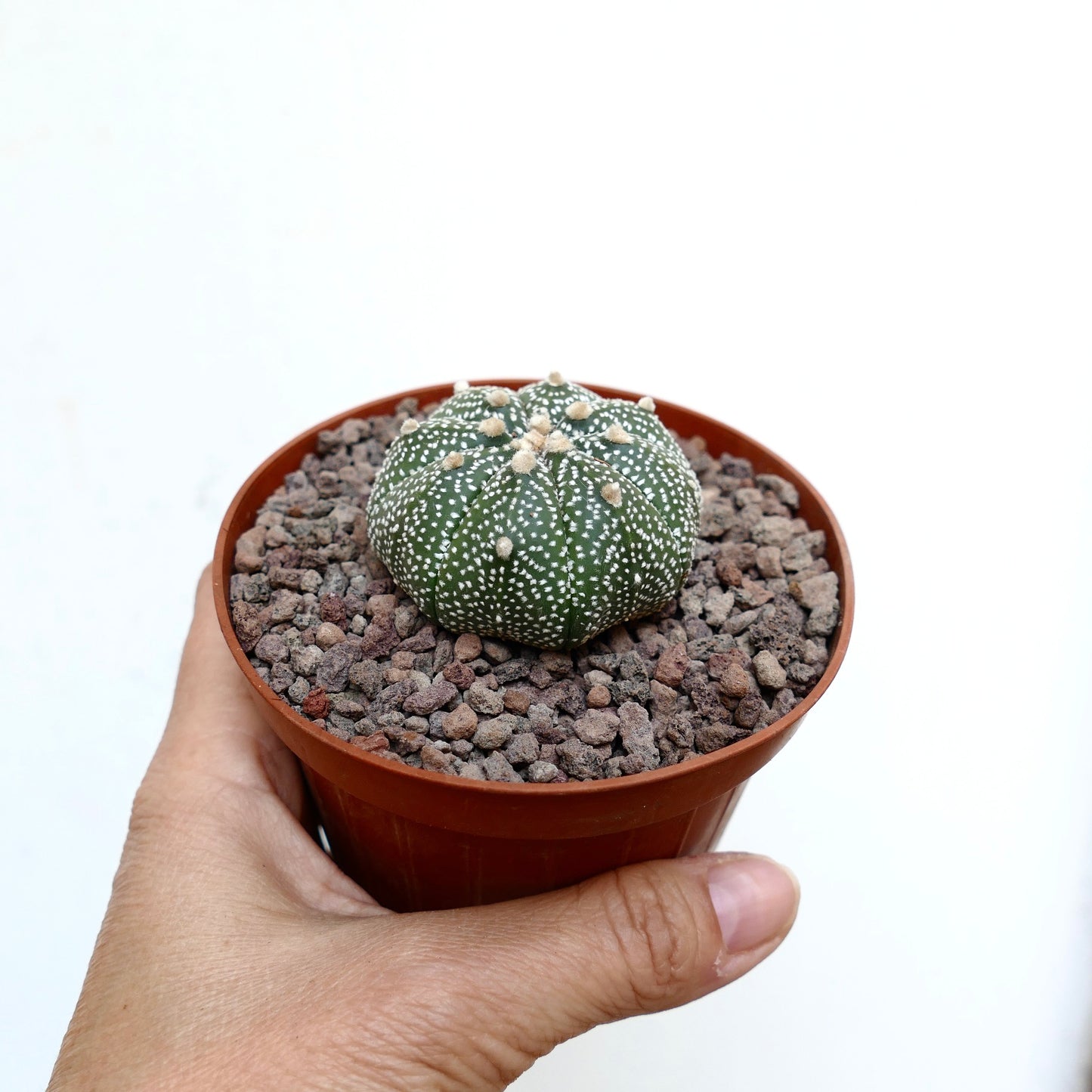 Astrophytum asterias succulent cactus with star-shaped green body and white spots in pot