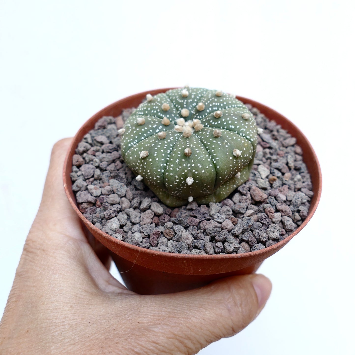 Astrophytum asterias petit cactus vert rond avec des points blancs et des aréoles laineuses en pot