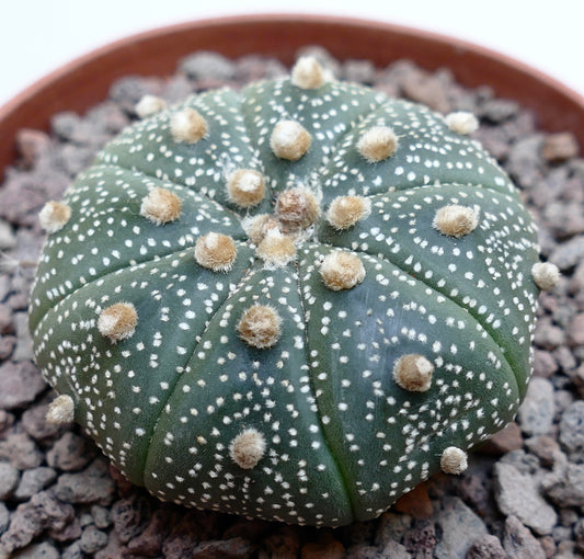 Astrophytum asterias rare succulent cactus with white spots and woolly areoles