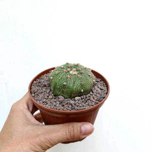 Astrophytum asterias small green star-shaped cactus with white dots and soft areoles in pot