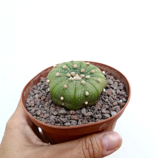 Astrophytum asterias small green cactus with white dots and woolly areoles in pot