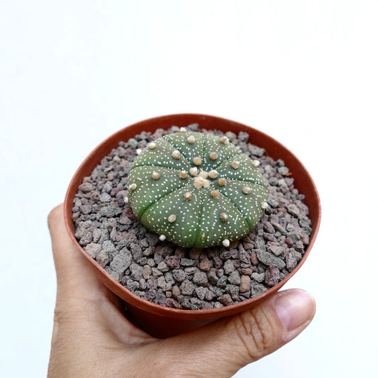 Astrophytum asterias small round cactus with white dots and soft beige areoles in pot