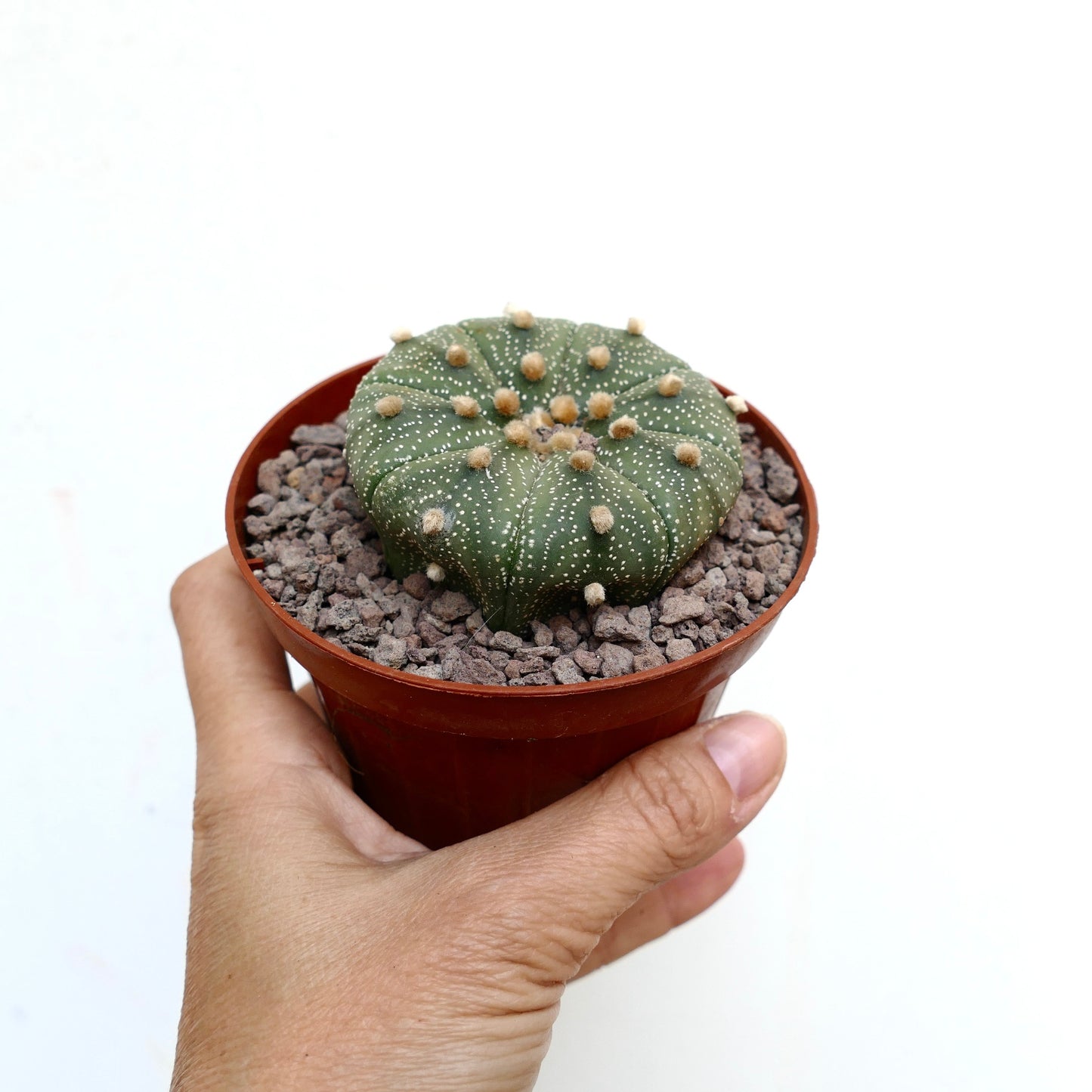 Astrophytum asterias small round green cactus with white dots and fuzzy areoles in pot