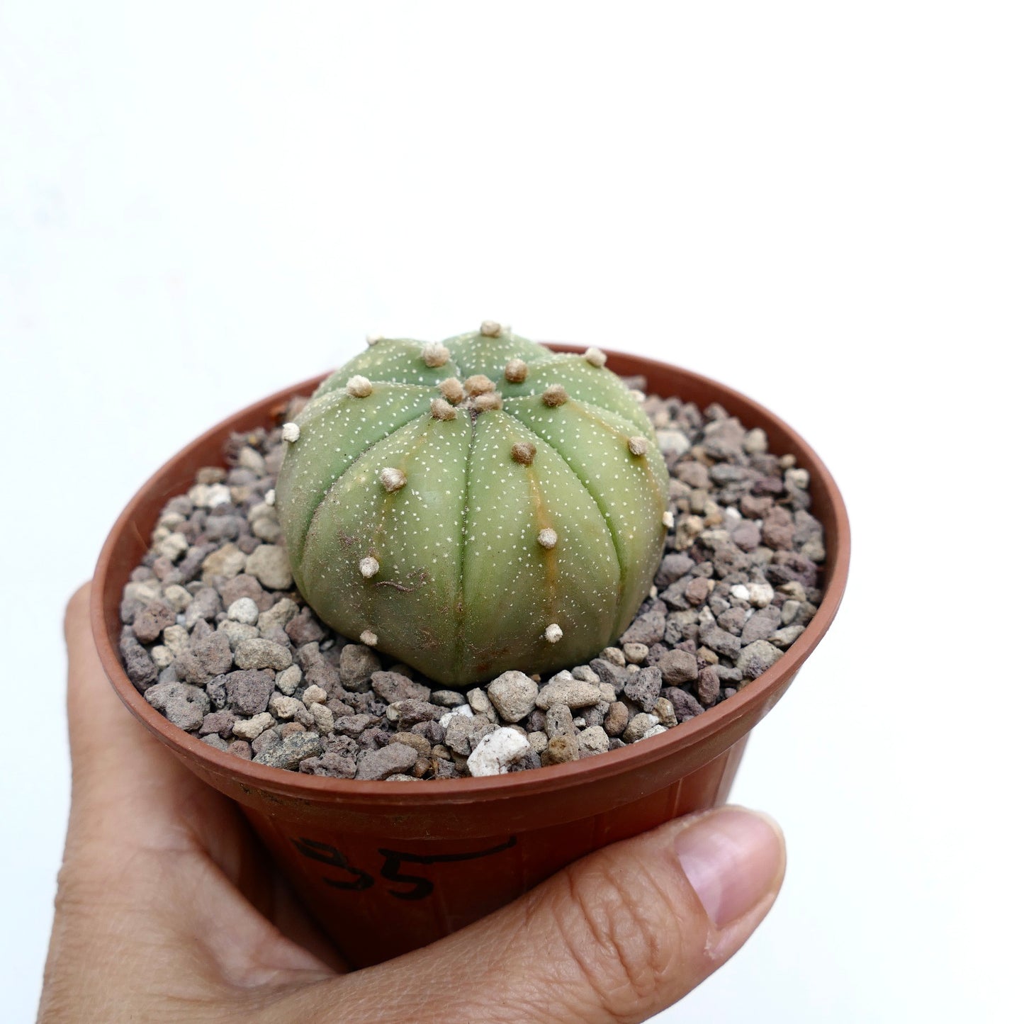 Astrophytum asterias small round succulent cactus with white speckles and woolly areoles in pot