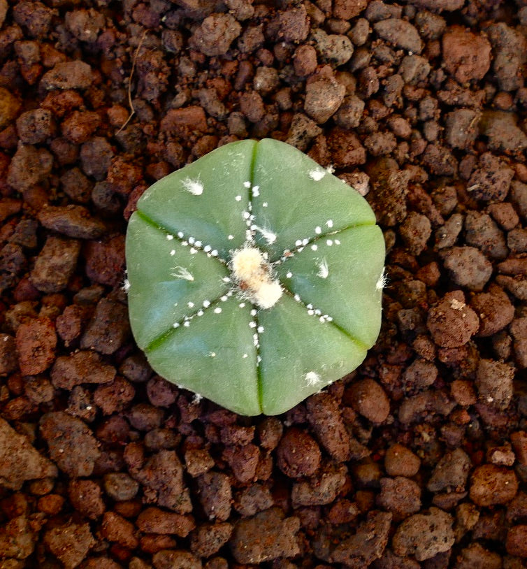 Astrophytum asterias succulent cactus with six ribs and white woolly areoles on soil