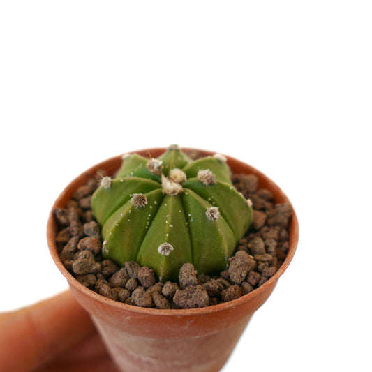 Astrophytum asterias small green round cactus with fuzzy areoles in terracotta pot