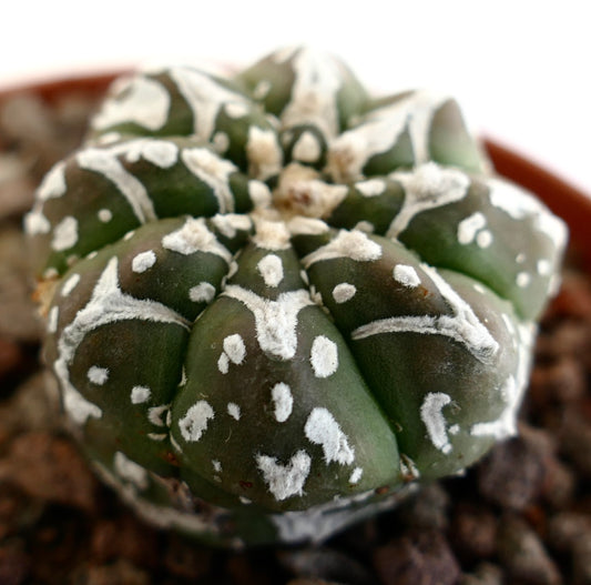 Astrophytum asterias succulent cactus with rounded shape and distinctive white woolly spots