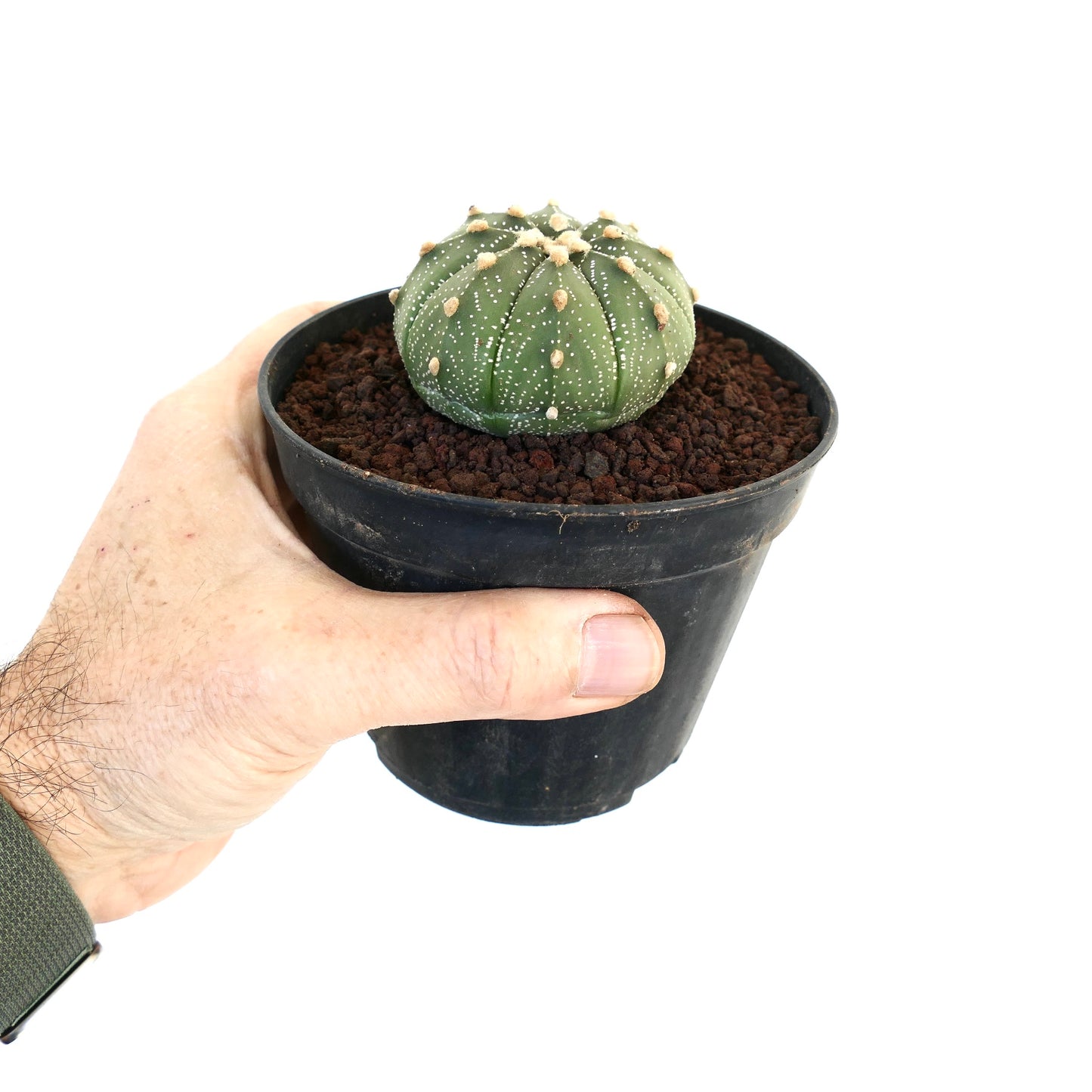 Astrophytum asterias small round succulent cactus with white speckles in black pot