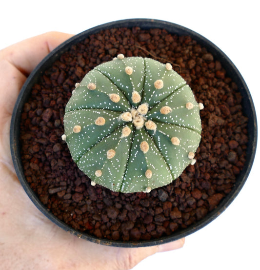 Astrophytum asterias small round succulent cactus with white dots and fuzzy areoles in pot