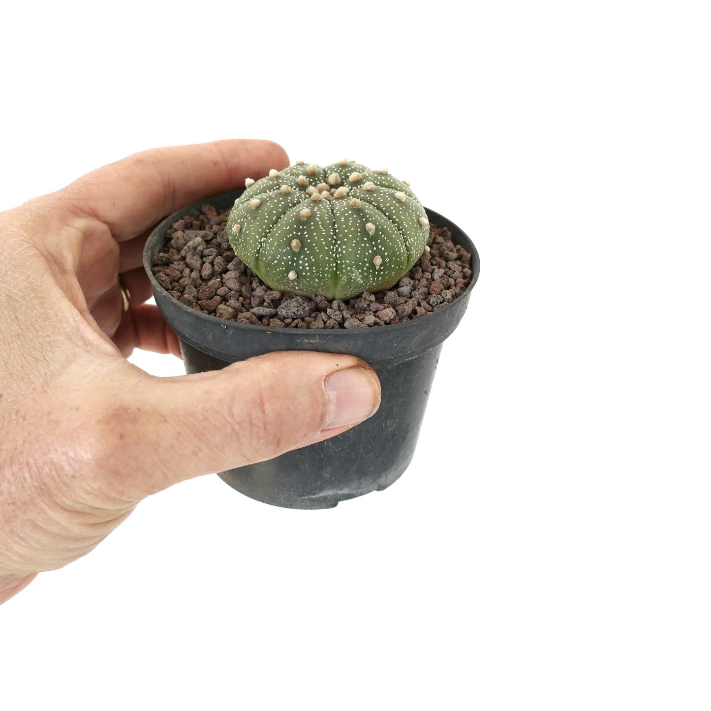 Astrophytum asterias small round cactus with white speckles and soft areoles in black pot