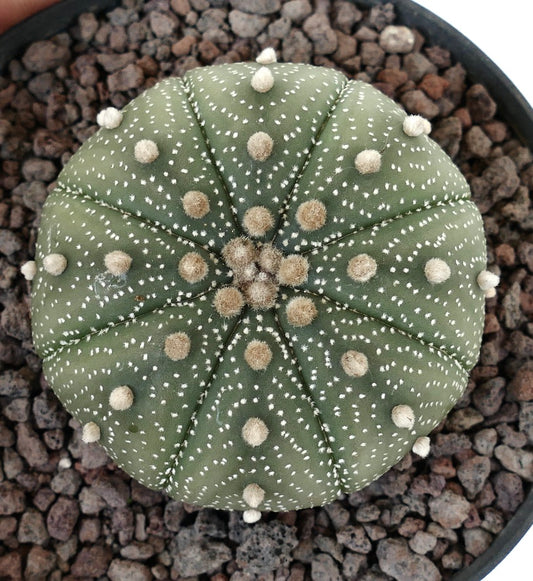 Astrophytum asterias round green cactus with white dots and woolly areoles succulent