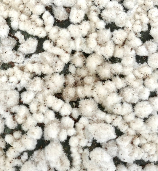 Astrophytum asterias cv HANAZONO rare cactus with dense white woolly areoles and round shape