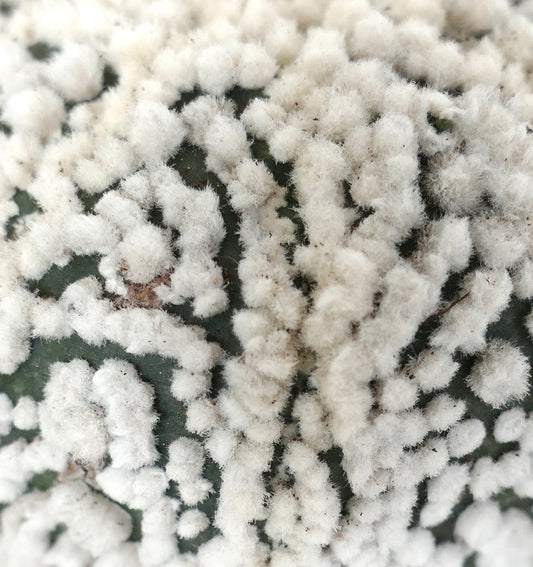 Astrophytum asterias cv HANAZONO rare cactus with dense white woolly areoles on green body