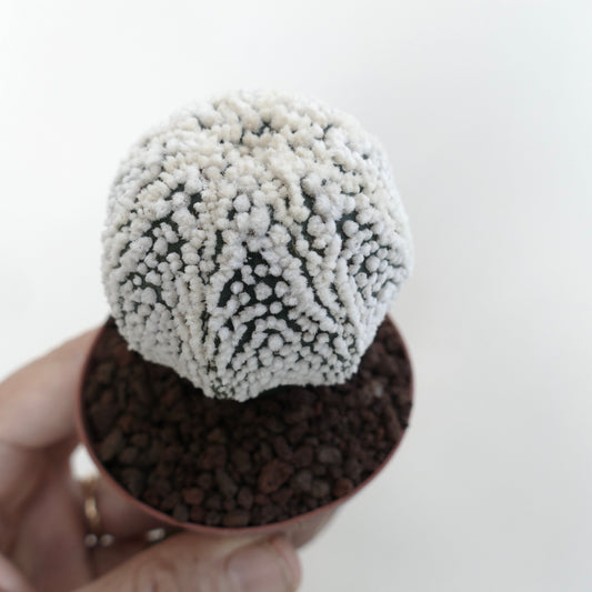 Astrophytum asterias cv HANAZONO small star-shaped cactus with dense white woolly areoles