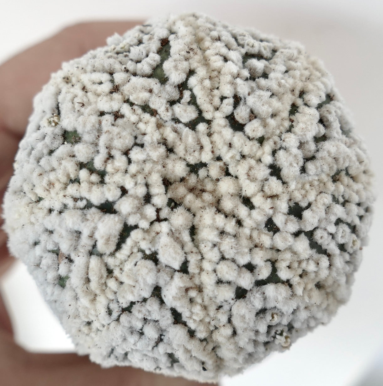 Astrophytum asterias cv HANAZONO rare cactus with dense white woolly areoles and green body