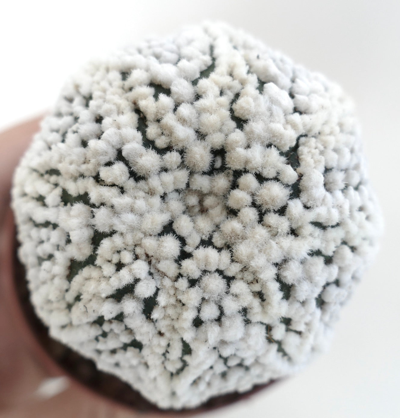 Astrophytum asterias cv HANAZONO cactus rare avec des aréoles laineuses blanches denses et une forme en étoile