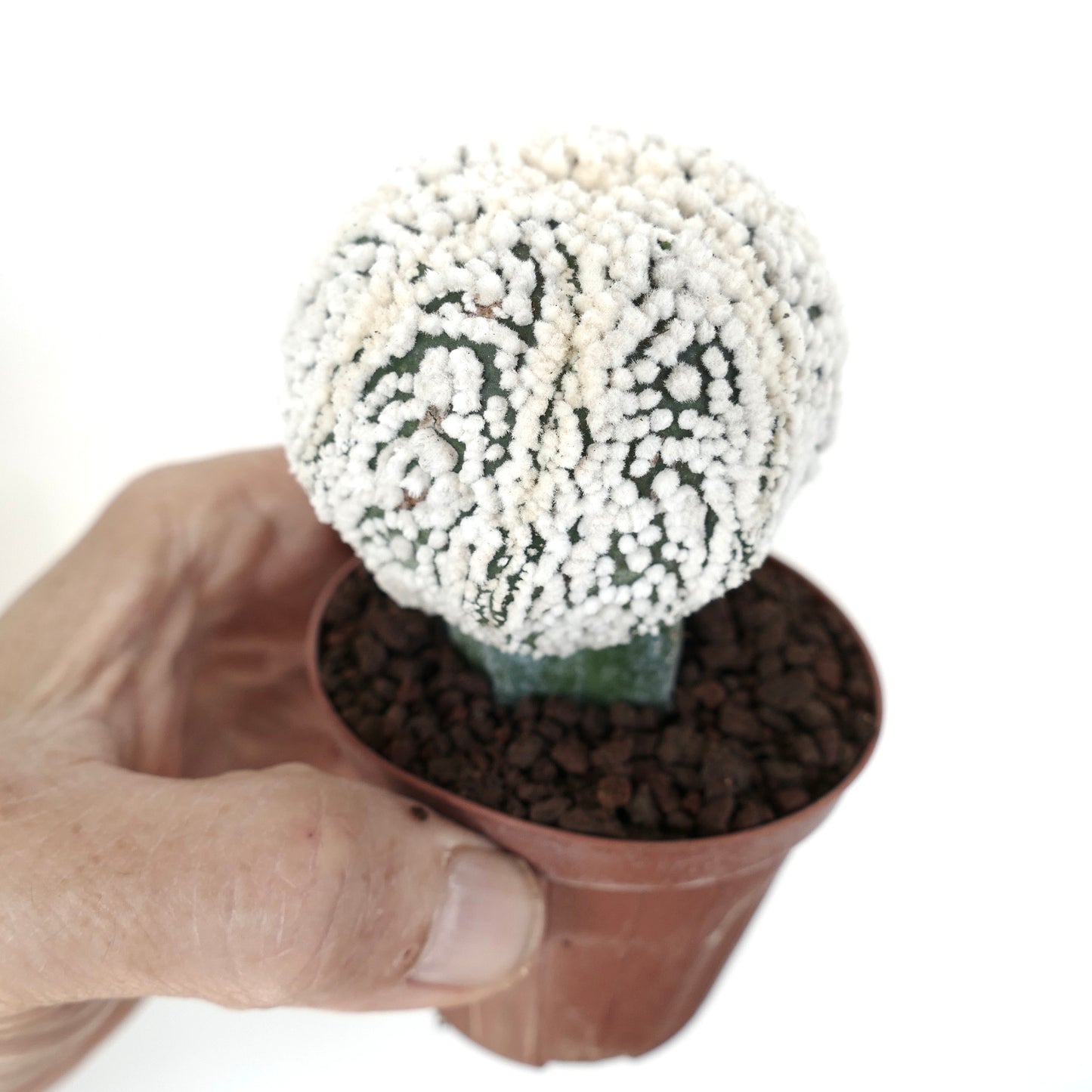 Astrophytum asterias cv HANAZONO small round cactus with dense white woolly areoles in pot